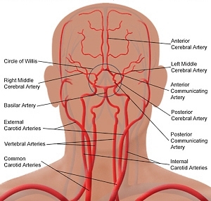 cerebrovascular system