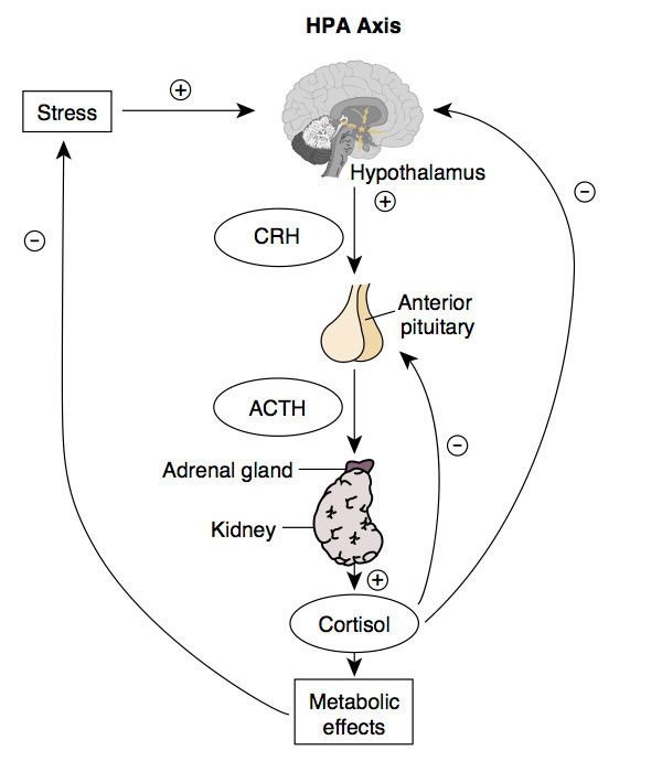 hpa axis