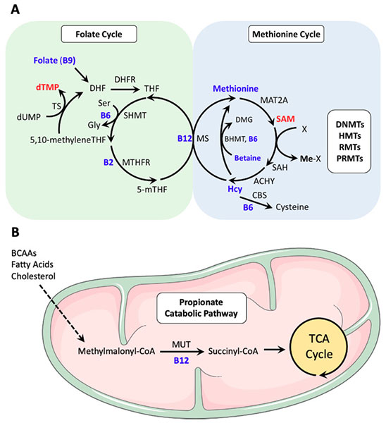methylation cycle