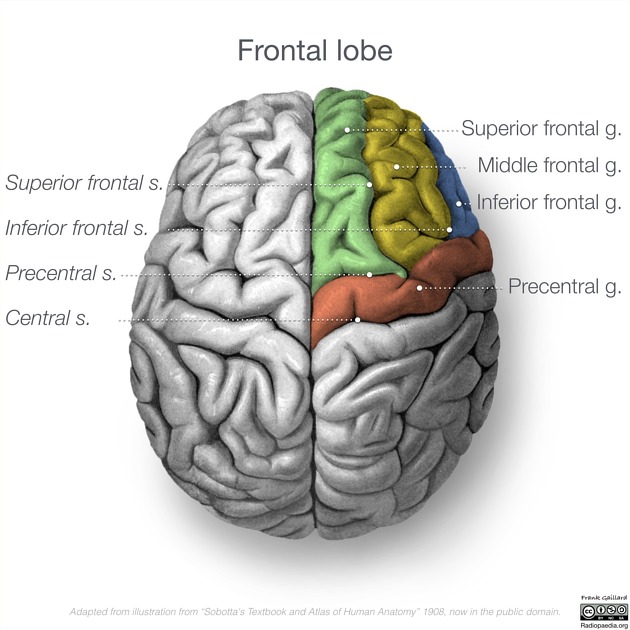 frontal cortex