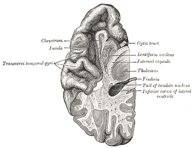 basal ganglia