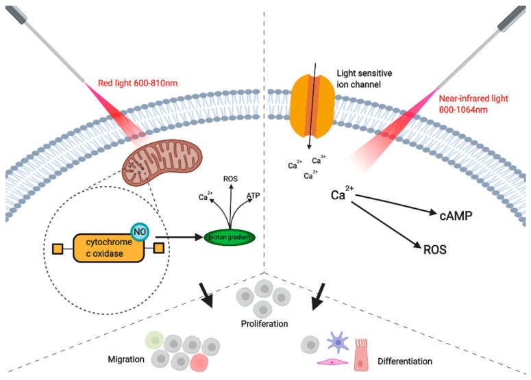 photobiomodulation mechanism