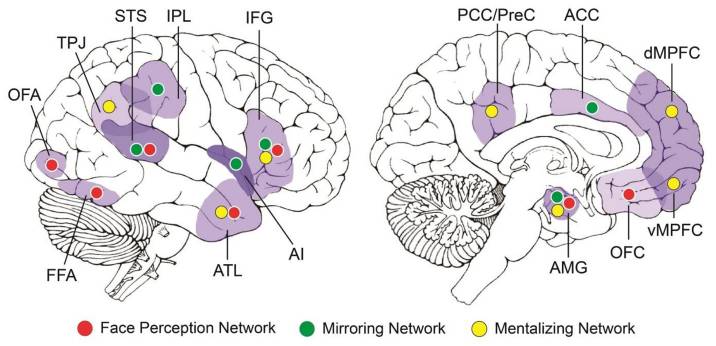 social brain networks